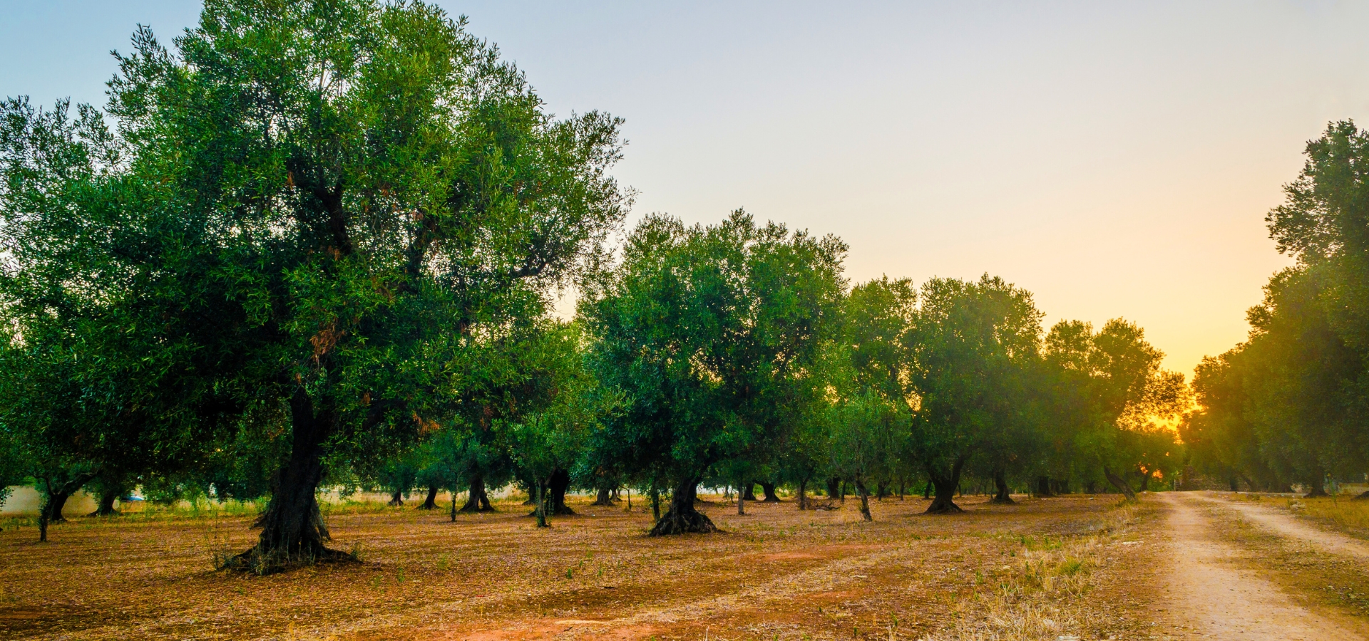 Olive Oil from Italy